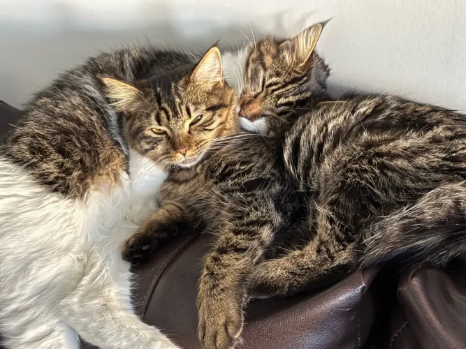 Adoção Responsável - Gatos Castrados e Vacinados