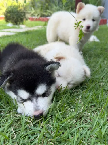 Filhote de husky siberiano 