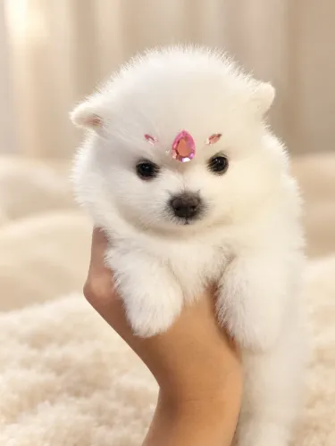 Lulu da Pomerânia - Spitz Alemão Anão - Fêmea
