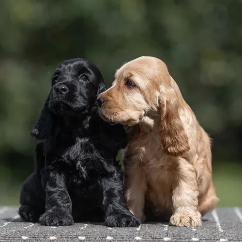 cocker spaniel filhote preto macho 