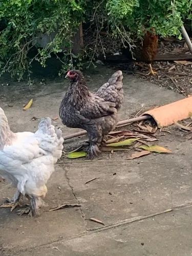 Galinha Brahma puras