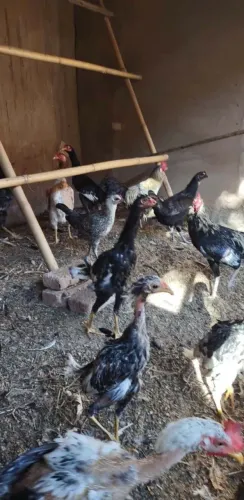 Franguinhos caipira.