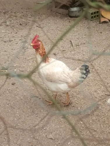 4 galinhas caipira 