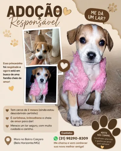 Cachorrinha para adoção