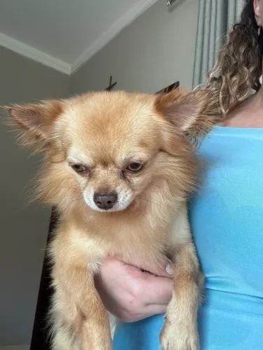 Chiuhuahua macho