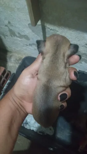 Pinscher original