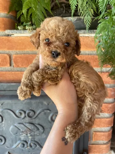 Poodle Toy vendas