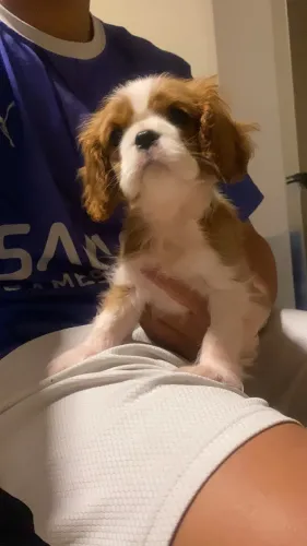 Cavalier filhotes a pronta entrega fêmea e machinhos 