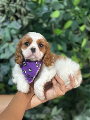 Cavalier king criação com amor e dedicação 