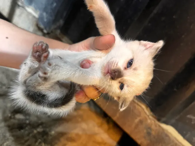 Gatinho para adoção