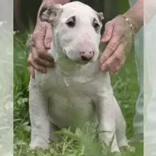 Bull Terrier,Bull Terrier Filhote Selecionado Alta Procedência