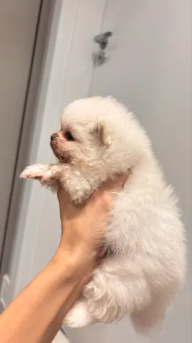 Lulu da pomerania / spitz alemão anão