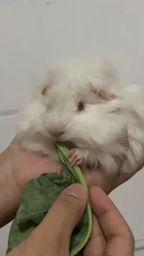Porquinho da índia peruano 