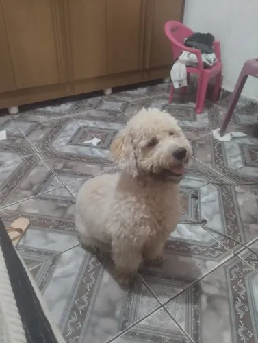 Procura uma namorada
