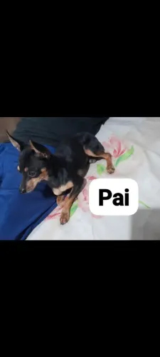 Filhote de pinscher 1
