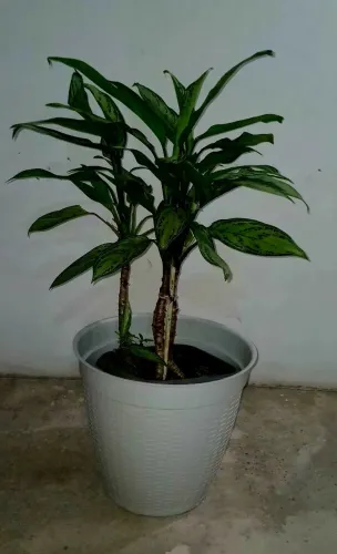 Linda muda de café de salão.