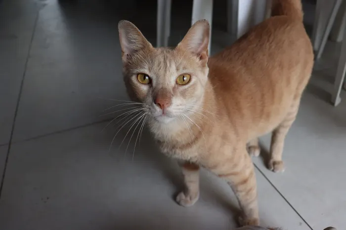 Gato castrado e vacinado para adoção 