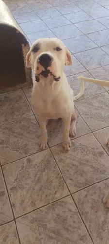 Dogo argentino com pedigree disponível para cobertura preço a combinar