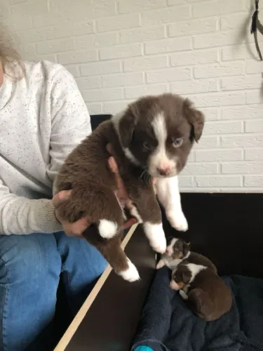 Border Collie 