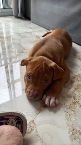 FILHOTE DE PITBULL MONSTER FÊMEA