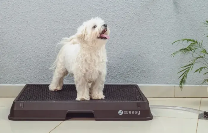 Tapete higiênico para cachorro - Banheiro inteligente para cachorro