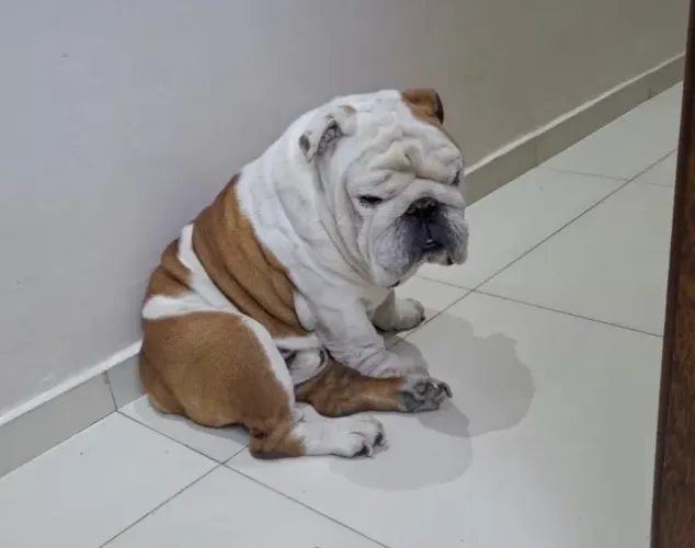 Doação Bulldog Ingles 7 anos