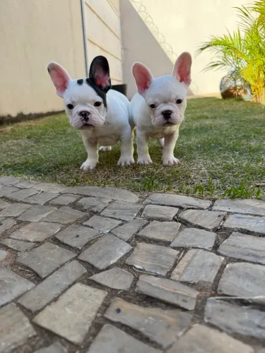 Fêmea bulldog francês c/pedigree