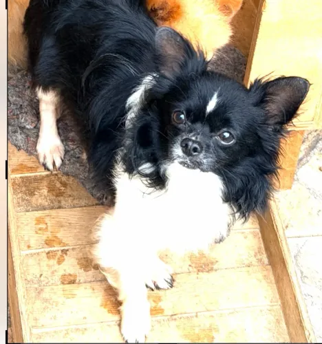 Chihuahua macho 