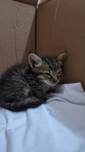 Gato filhote para adoção ( macho)