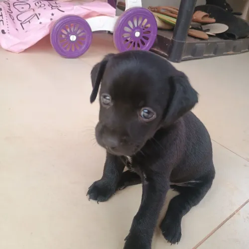 Adoção responsável