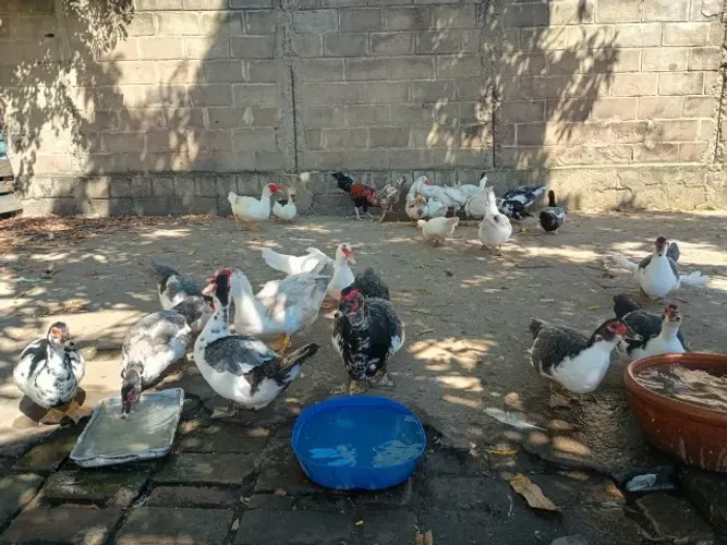 Vendo Patos, macho/ femea.