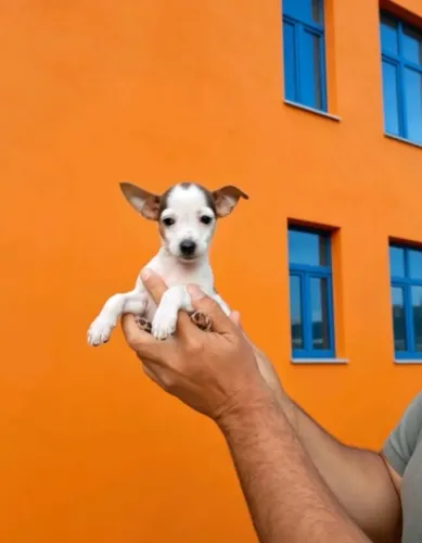 Aqui temos seu melhor amigo pra vida toda 