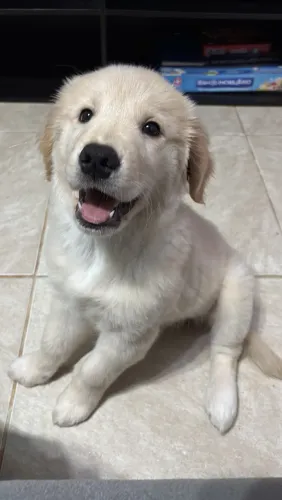 Vendo golden fêmea