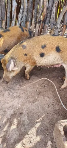 Porcos suíno