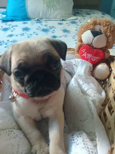 Vendo lindos filhotes de pug machinho