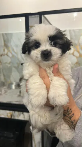 Shih Tzu Filhotes | O Companheiro Perfeito Para o Seu Lar