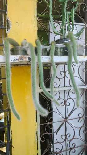 Cacto Rabo-de-macaco
