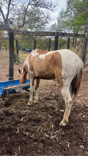 Cavalo