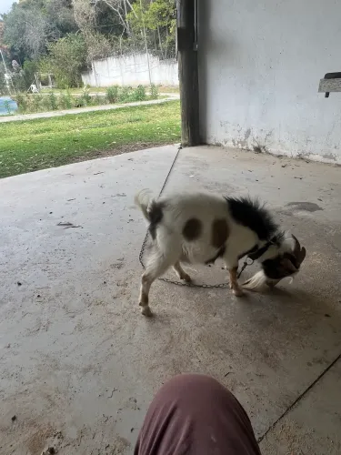 Vendo um bode pequeno
