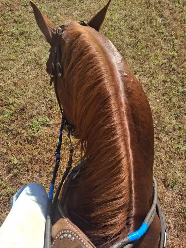 Cavalo