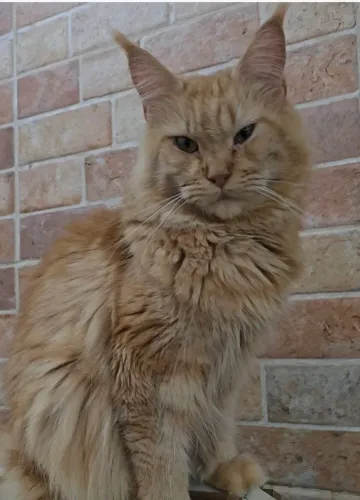 Maravilhosa Femea 04 aninhos - MaineCoon. RED