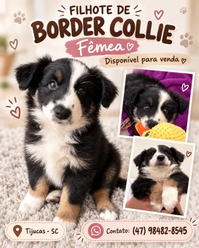 Border collie