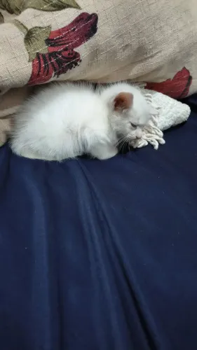 Doação de animais