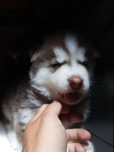 Husky siberiano Preparado para jogar no time da sua família
