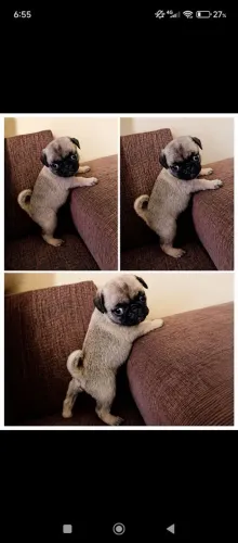 Filhote de Pug