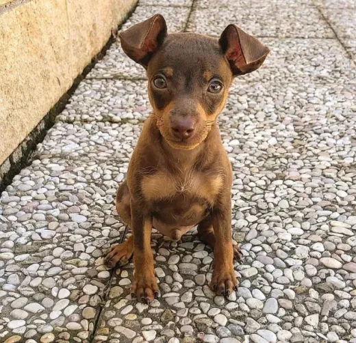 Pinscher fêmea cor chocolate com 59 dias vacinada e com pedigree 