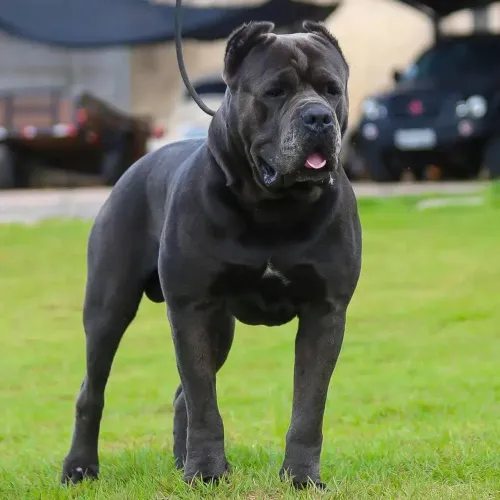 Cachorro Cane Corso 
