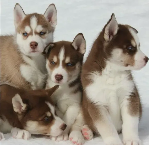 Filhotes de Husky Siberiano dignos de um porta retrato de sala