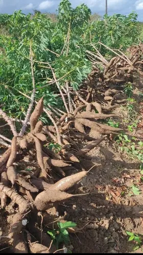 Tenho macaxeira pra vender, 20 mil kilos