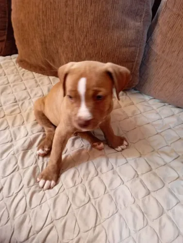 Filhote de Pitbull machos e fêmeas